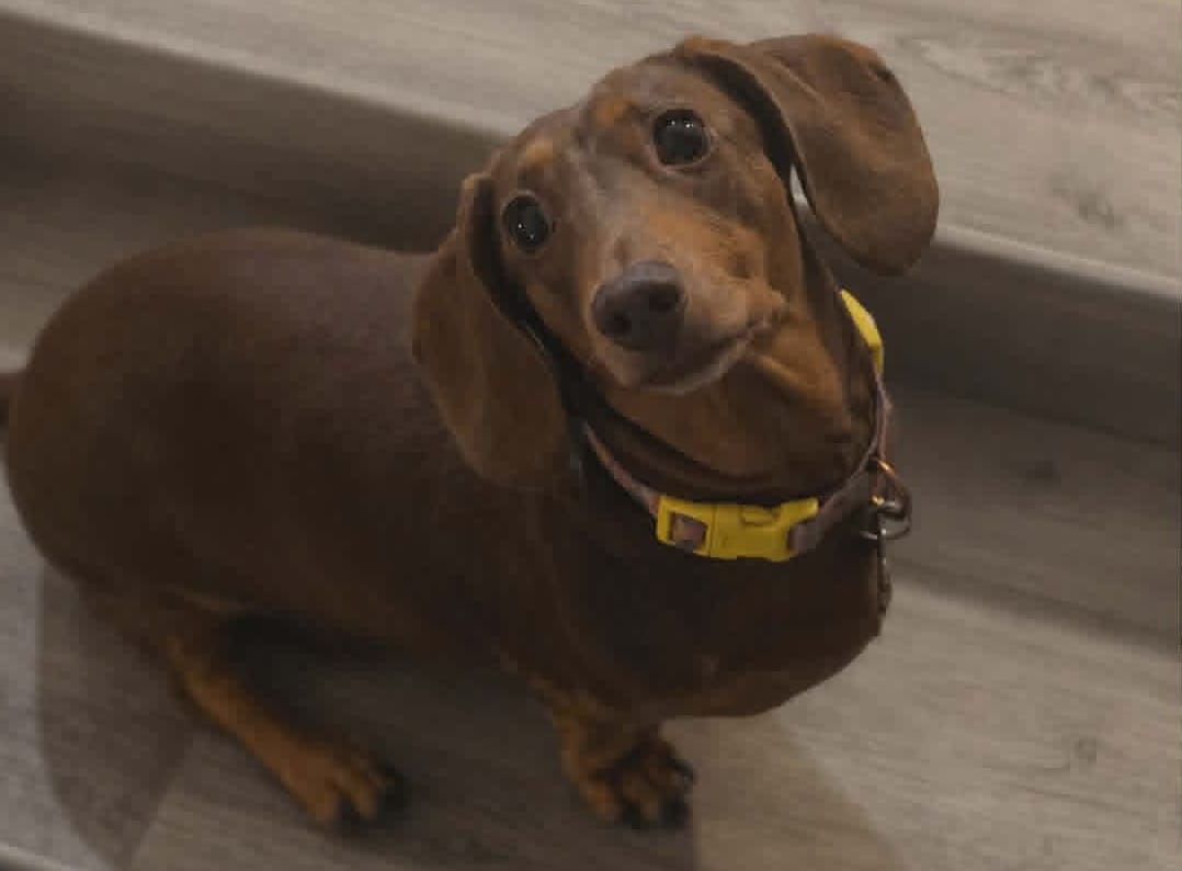 Stella 5 yrs - Red Smooth Dapple Female - DOB 03/02/21 - 9.5kg