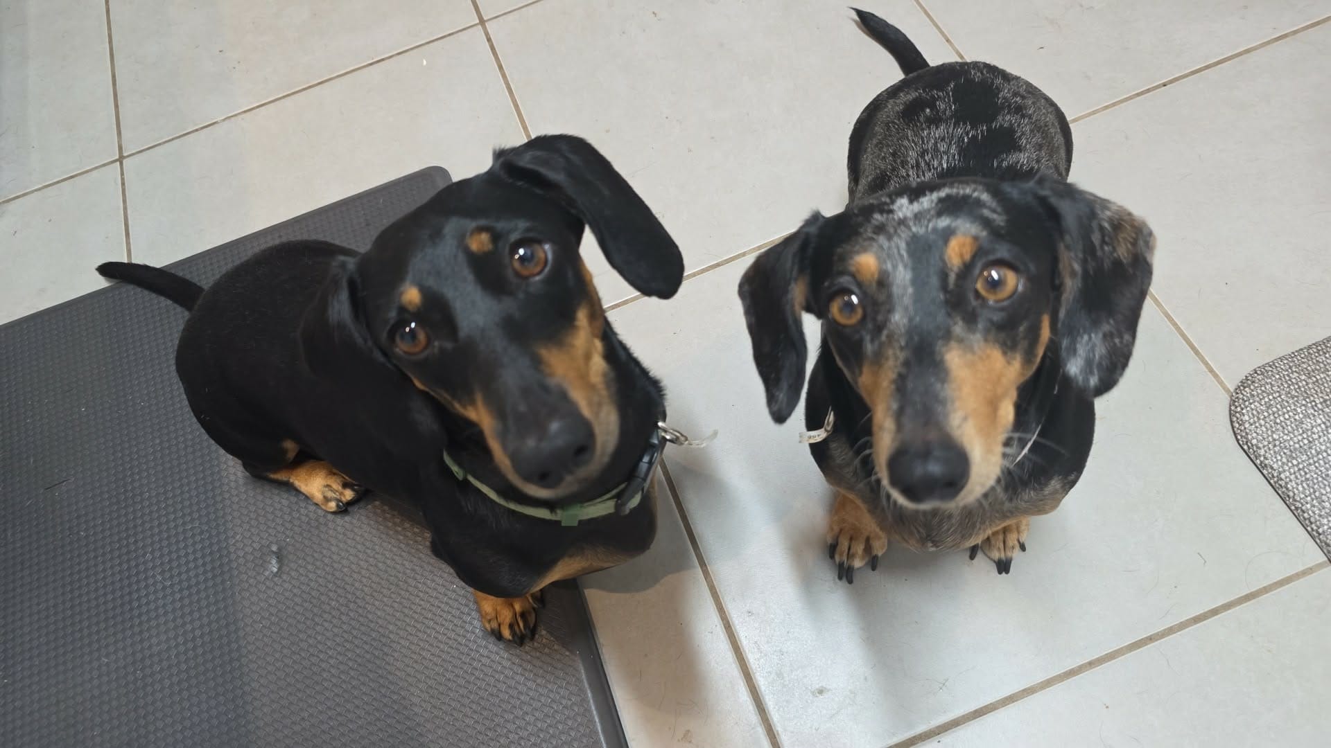 Ruby and Oreo - Ruby 9yrs Silver/dapple sm F  - DOB 01/12/16 - 7.25kg  Oreo 3yrs - B/T sm M - DOB - 03/03/23 - 6.96kg