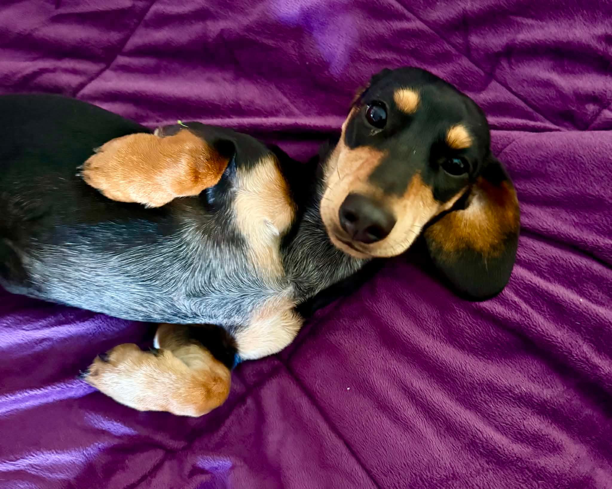Paige 11 mths - Sm Black/tan Female - DOB 21/06/25 - 4.5kg
