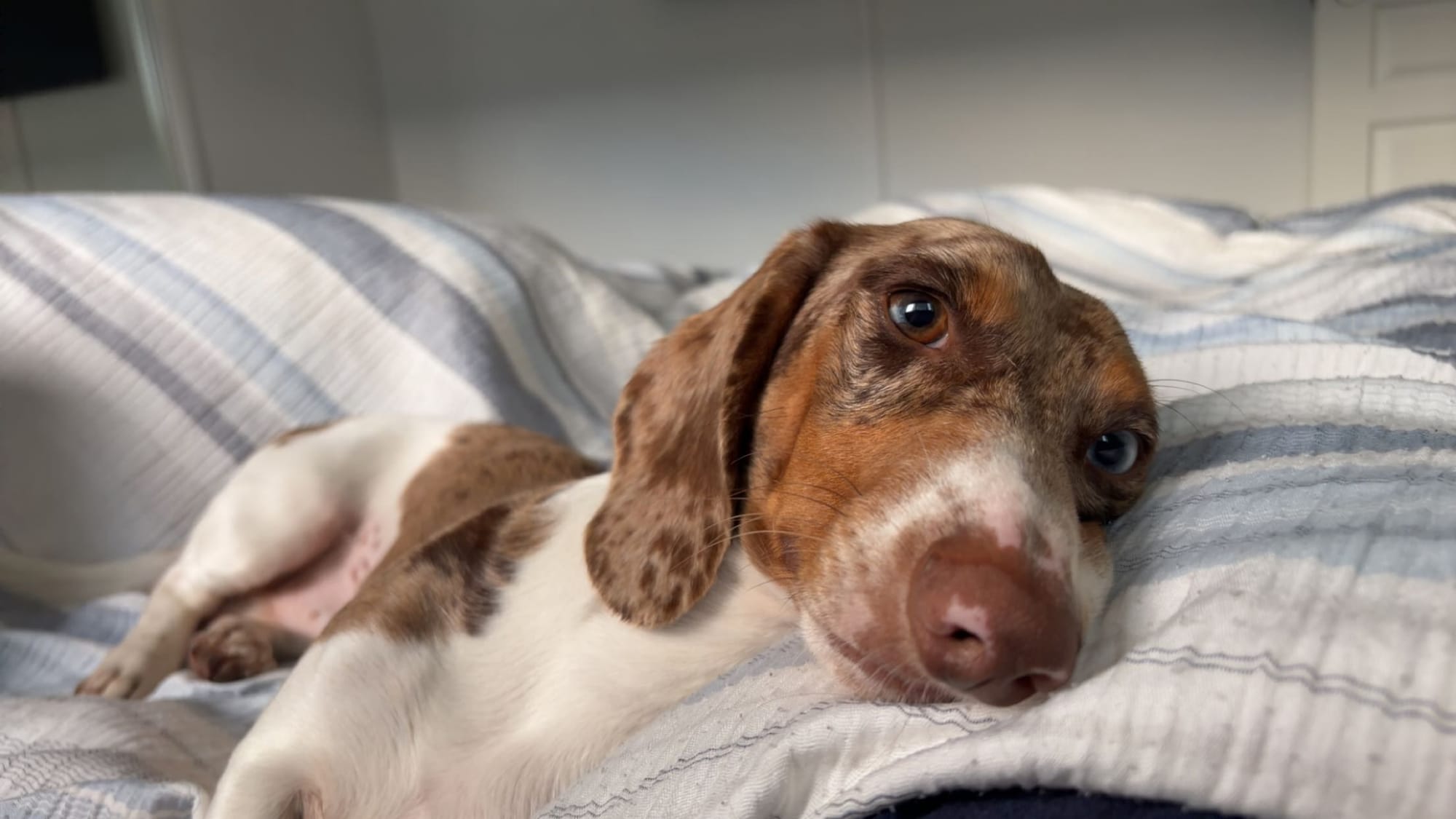 Marty Almost 1yr - Piebald Dapple Smooth Male - DOB 04/06/25 - 7.5kg