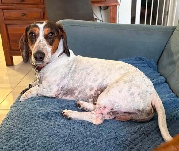 Roger 2yrs - Smooth Piebald Male - DOB 24/05/24 - 8kg