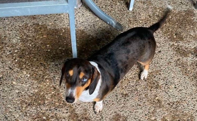 Calais 5yrs - smooth chocolate with piebald - DOB 27/05/21 - 9kg