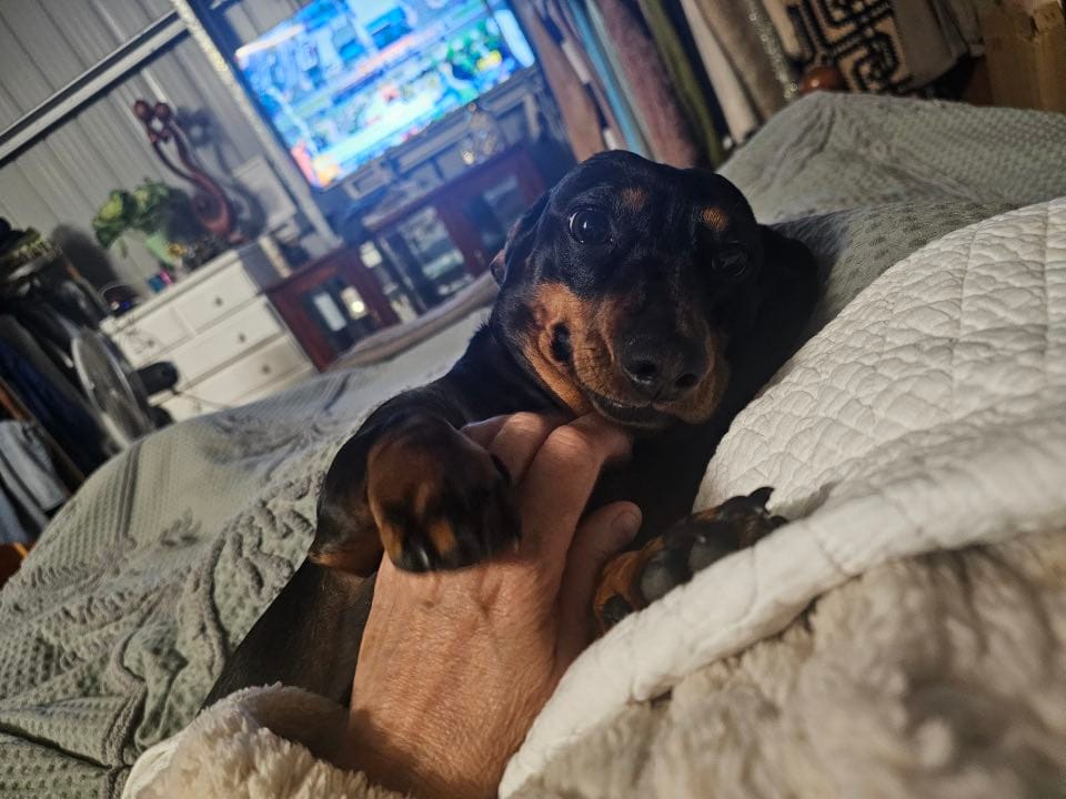 Bonnie 4yrs - Black/Tan Smooth Female DOB 01/06/22 - 10kg