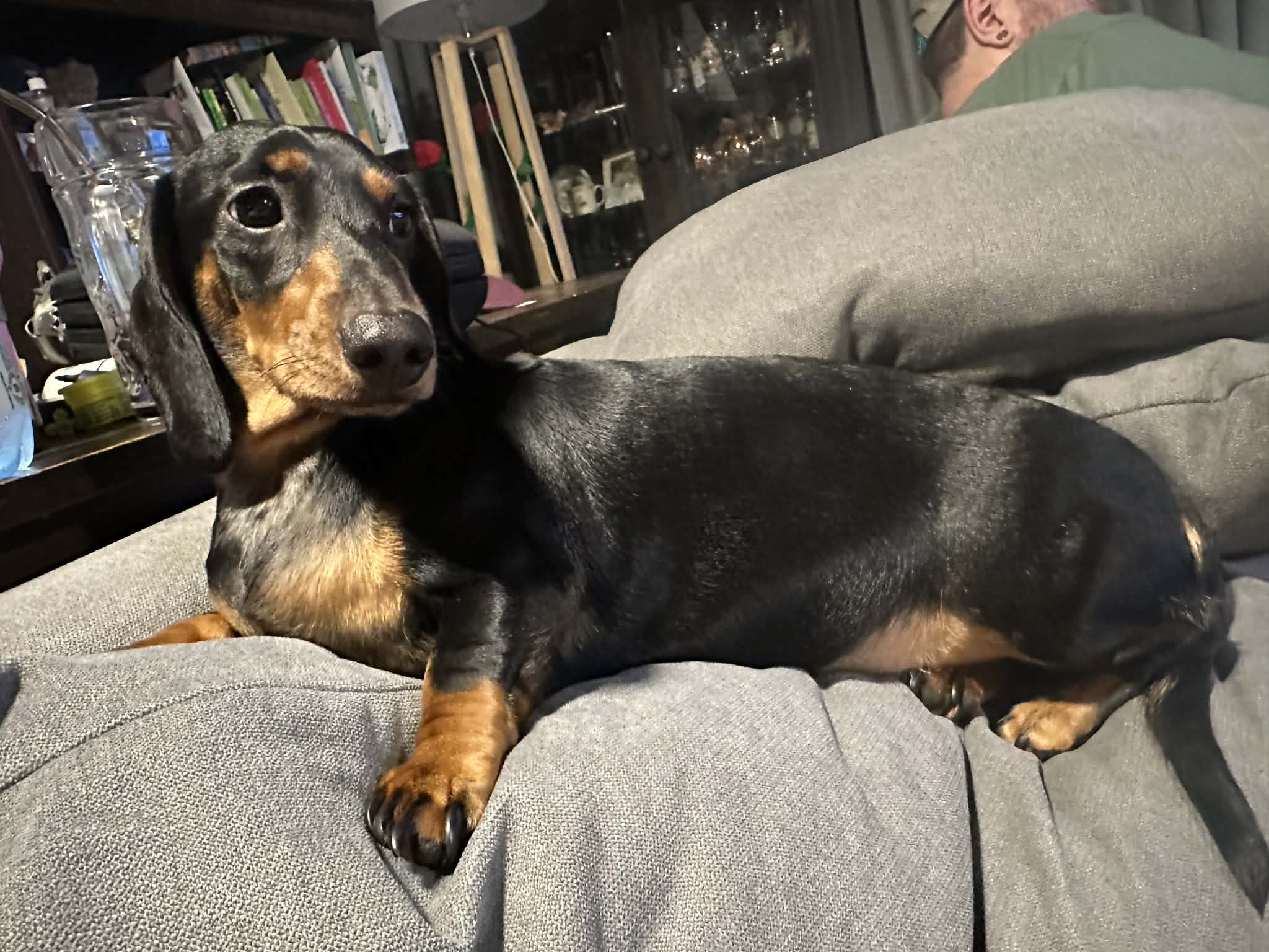 Lady Female 3yrs - Stunning Black and Tan smooth - DOB 05/05/23 - 6.5kg