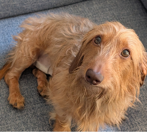 Moose 2yrs - Wirehair silky golden - DOB 20/06/24 - 4.9kg