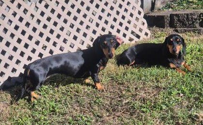 Charlie M 4yrs and Dash F 3yrs Bonded Smooth hair B/tan - 9kg