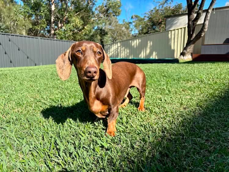 Taco 7yrs - Chocolate Dapple Smooth Male - DOB 26/02/19 - 7kg