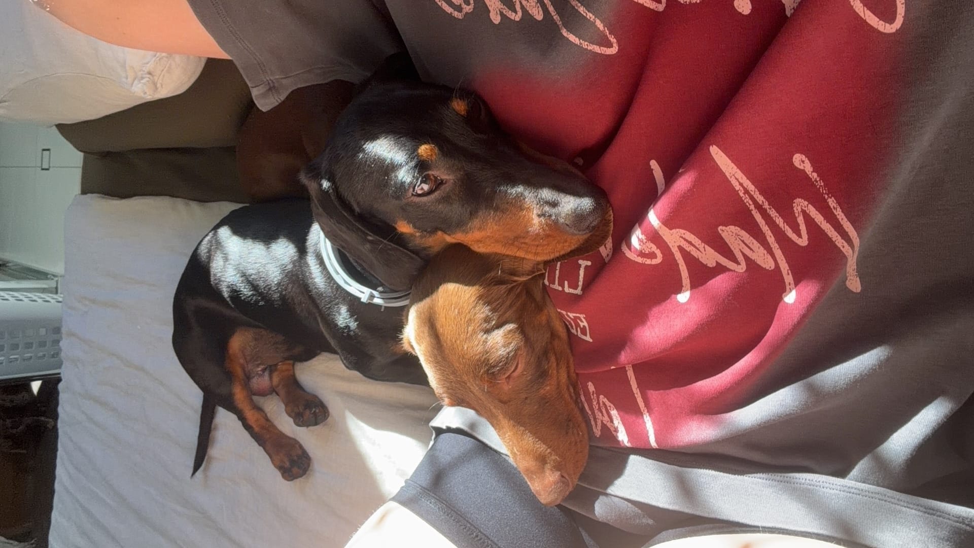 Jackson 4 yrs B/tan and Jordon 4yrs Choc/tan - Bonded Male Smooth Pair - DOB's 26/05/22 - 8.9kg and 6.7kg