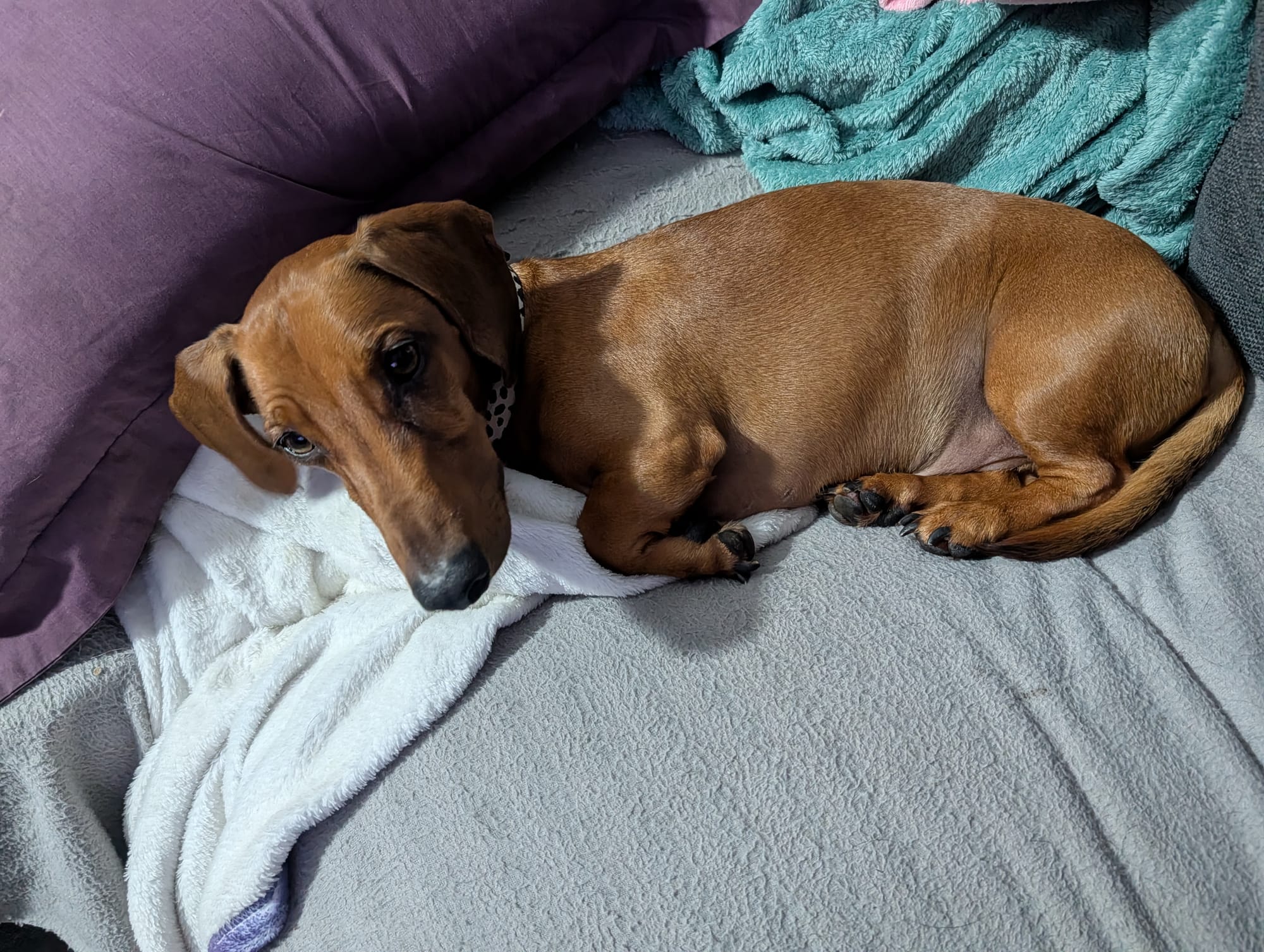 Bunji 4yrs - Smooth Red Male - DOB 05/01/22 - 9kg