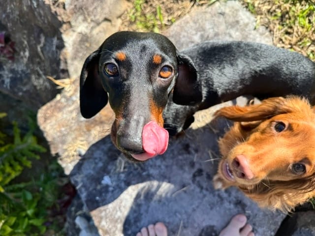 ROXY 4YRS - BLACK/TAN  SM - DOB 24/04/22 - 6.35KG