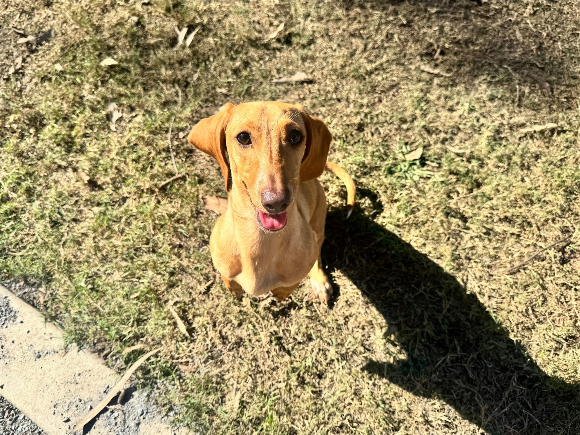 Biscuit  9Months Puppy Crème/Red smooth female - DOB 08/10/25 - 5kg