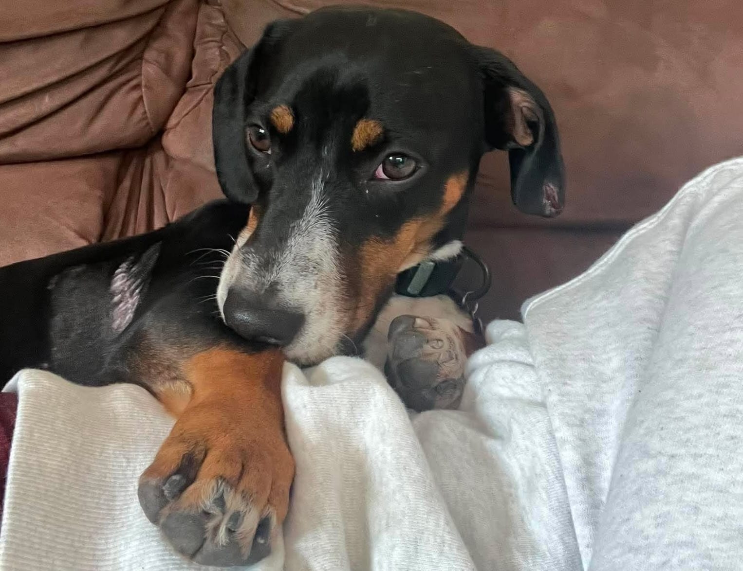 Sally 14mths  Dachshund X Staffy - Black/tan/white - DOB -  05/06/25 - 10.7kg