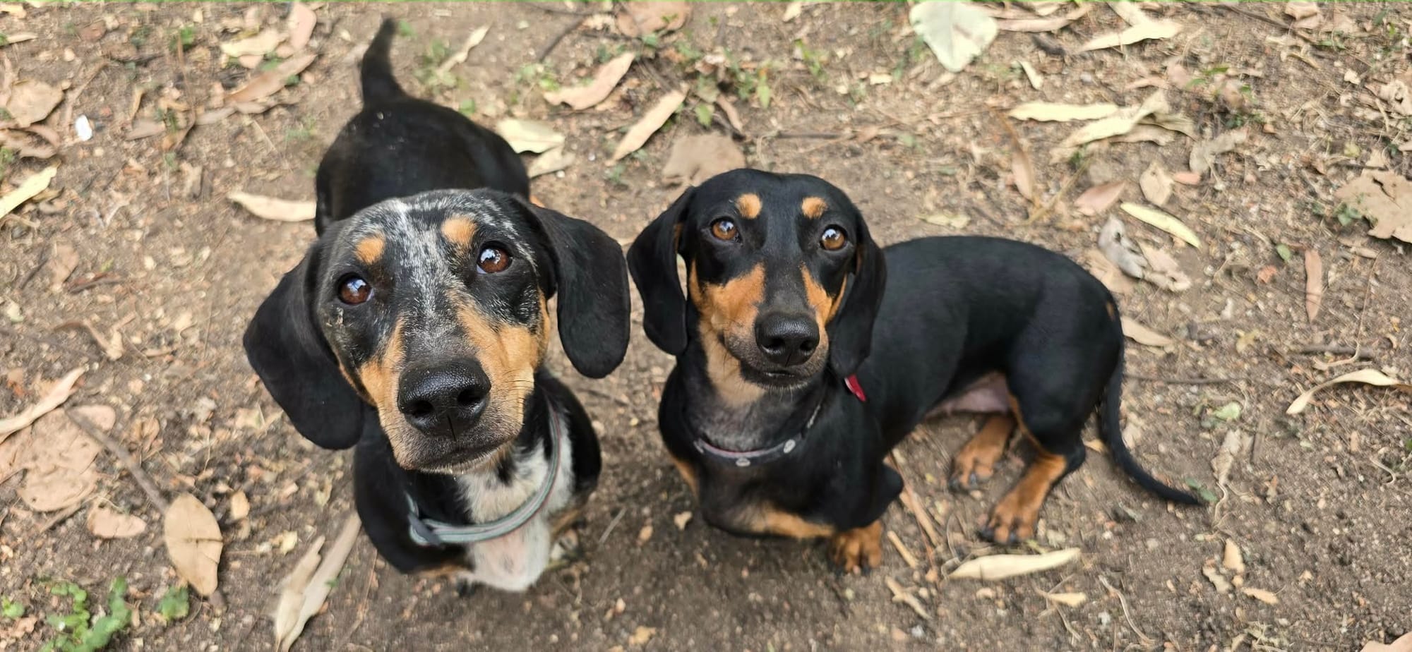 Sadie and Lacey 2yr olds - B/Tan and Silver Dapple bonded pair - DOB's 01/09/24 & 30/05/24
