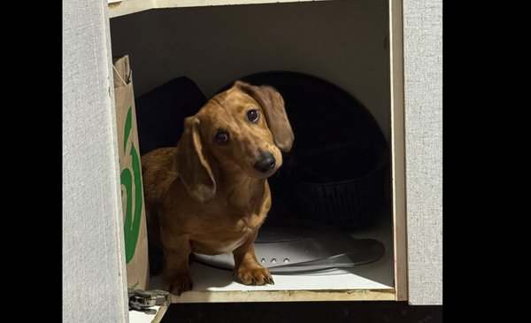 Poppy Puppy 20 weeks - Red/Choc Dapple miniature smooth - DOB 21/03/26