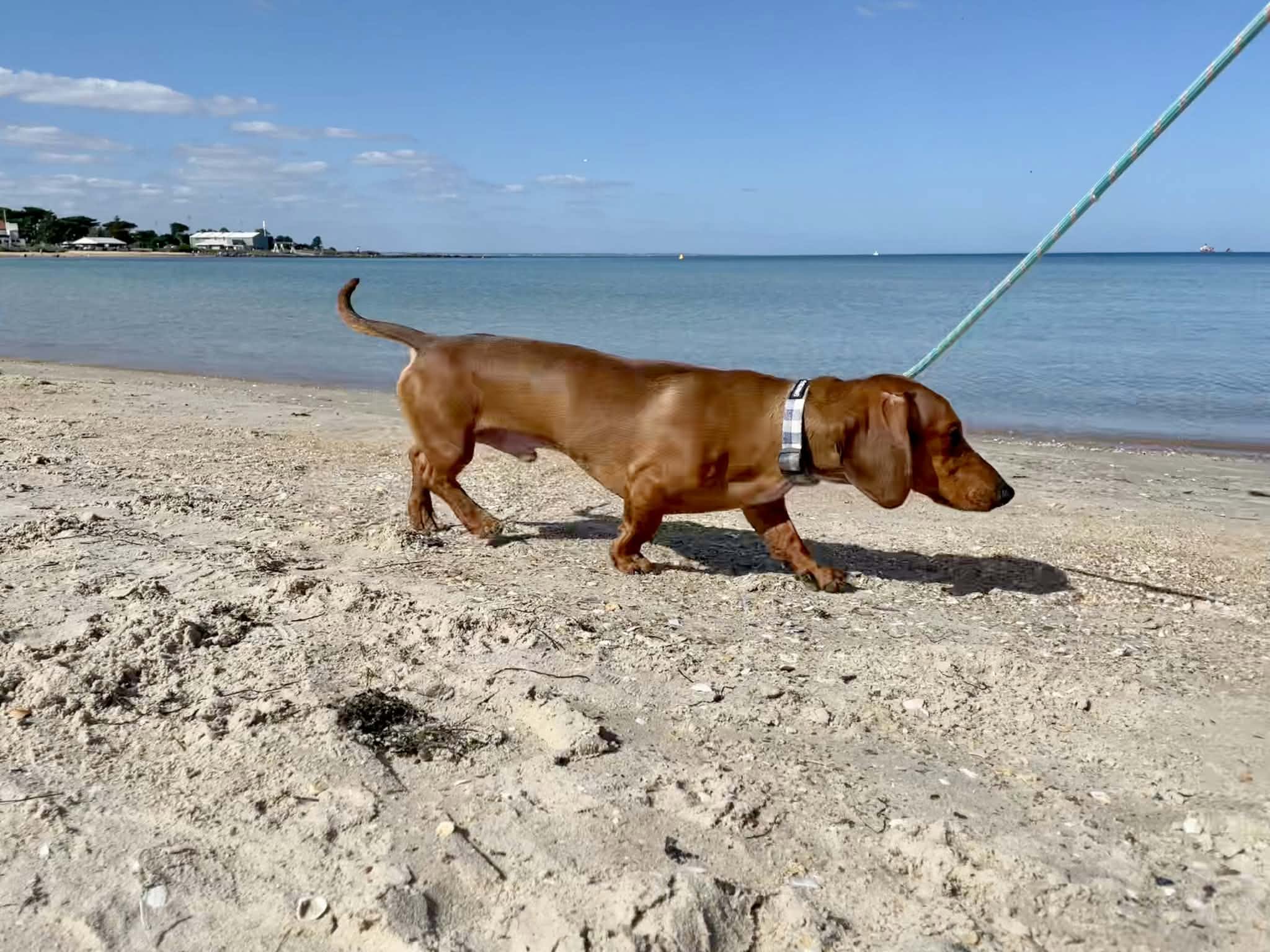 Junior 15 months- Tan short hair - Male DOB 5/5/25 - 7.95kg