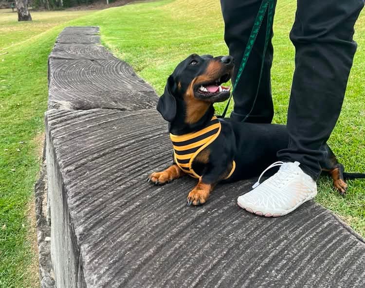 Eddie - Black and Tan smooth hair - Male - 1 years 7 months old - DOB 20/01/2025 - 9.5kgs
