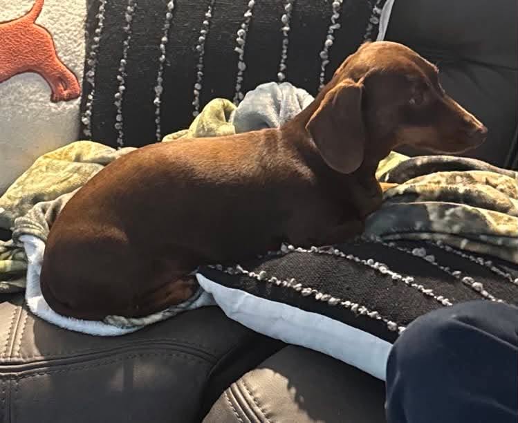 Frankie - Chocolate and Tan Miniature Smooth hair - Male - 5 years old - DOB 01/05/2021 6kgs