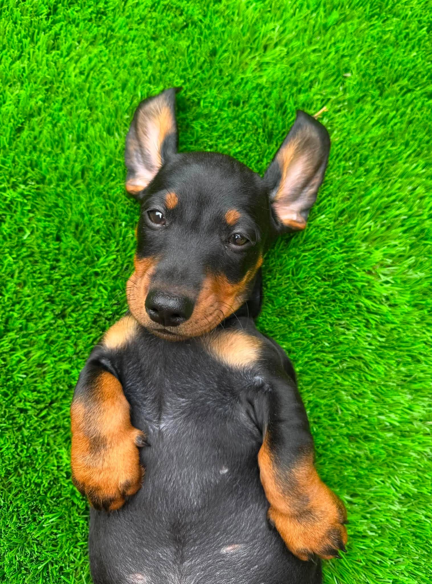 Lucky puppy - 8mths - Black/tan  Smooth Male - DOB 25/11/25 - 6.5kg