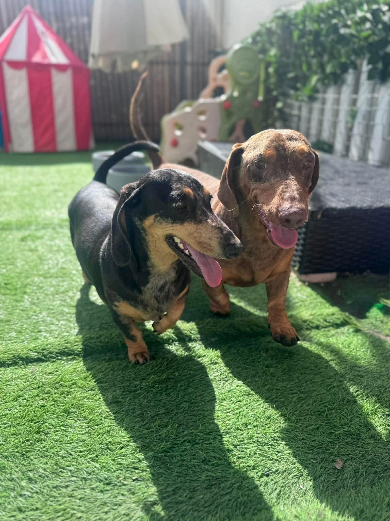 Arlo and Minnie - Arlo – Smooth Choc Dapple Male – 10.2kg – DOB 31-01-2022 - 4.5yrs - Minnie – Smooth Silver Dapple Female – 6.5kg – DOB 31-01-2022 - 4.5yrs