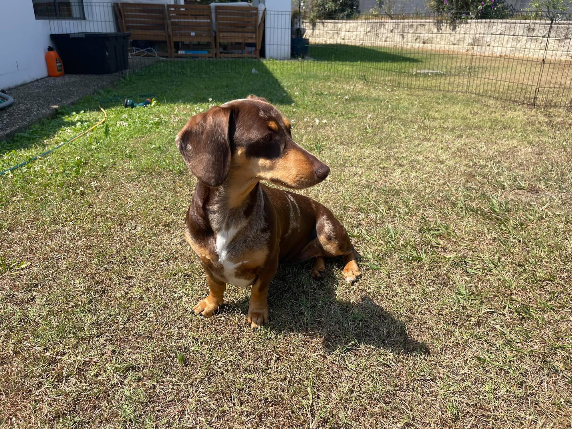 Pippa- Chocolate Piebald | Smooth Short Hair Standard | Female DOB: 11 October 2024 | Weight: 9kg