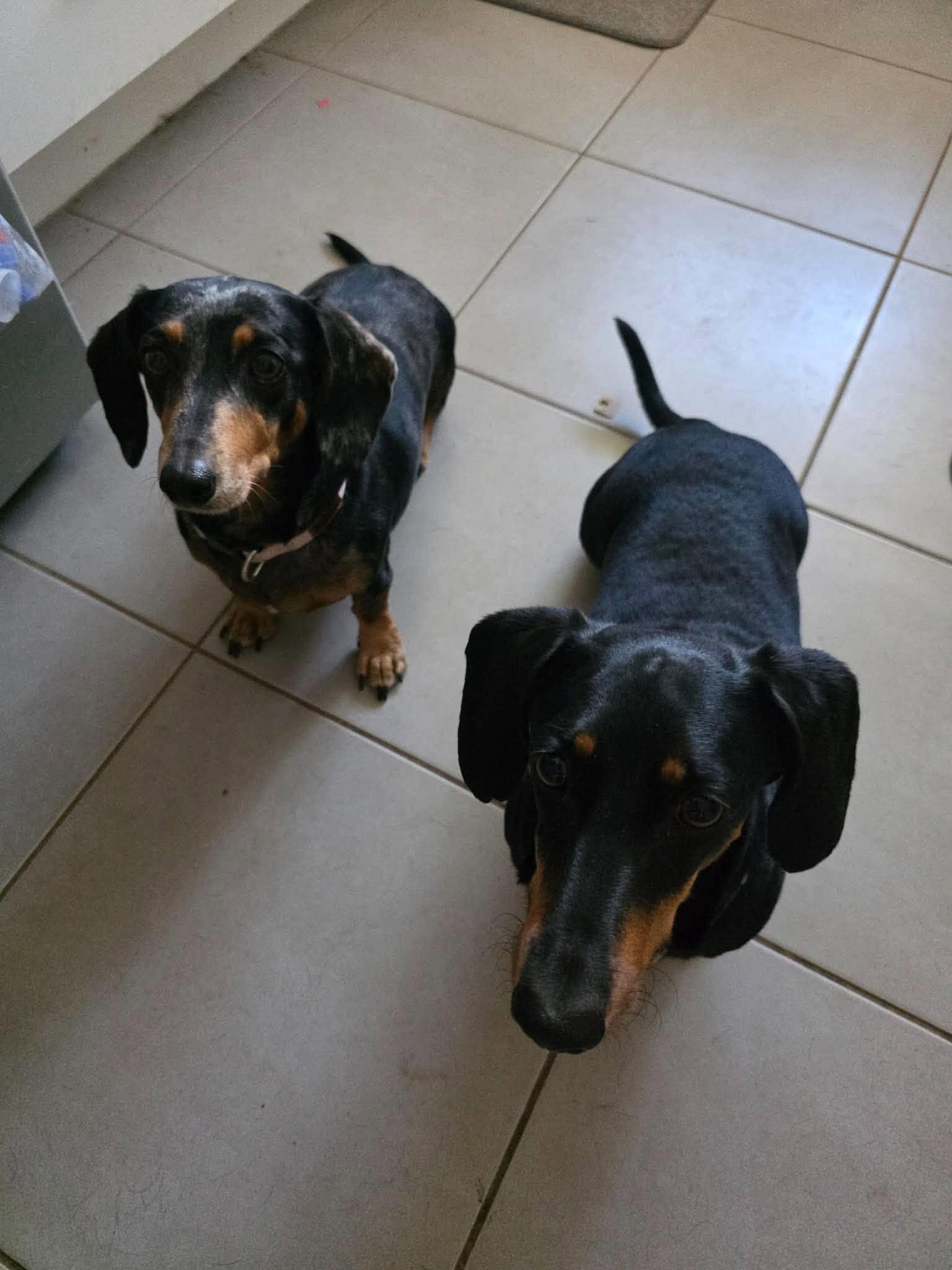 Ruby and Oreo - Ruby 9yrs Silver/dapple sm F  - DOB 01/12/16 - 7.25kg  Oreo 3yrs - B/T sm M - DOB - 03/03/23 - 6.96kg