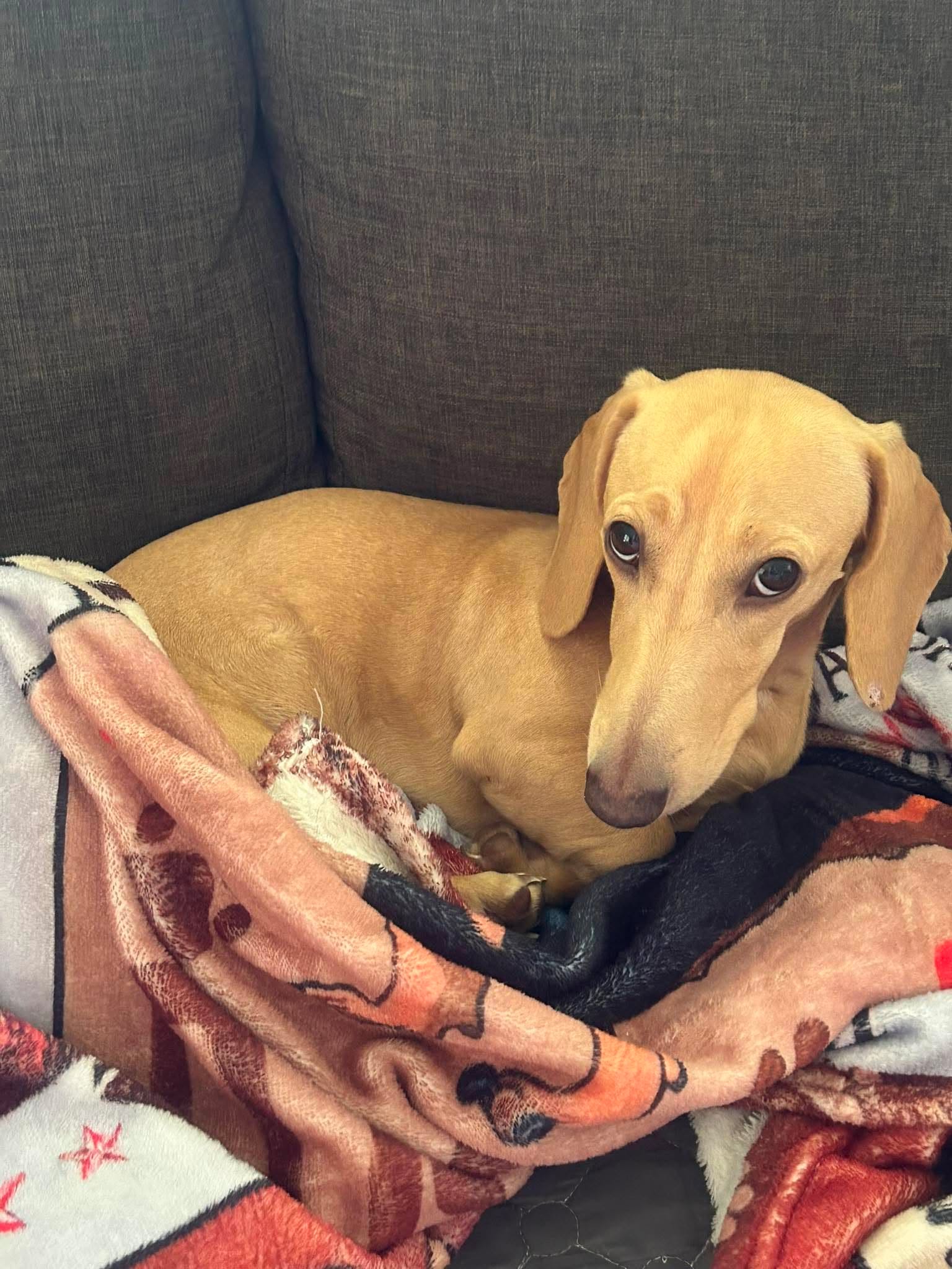 Archie – Cream Miniature Male Smooth Dachshund – 10 months – 6kg- DOB- 17/11/2025