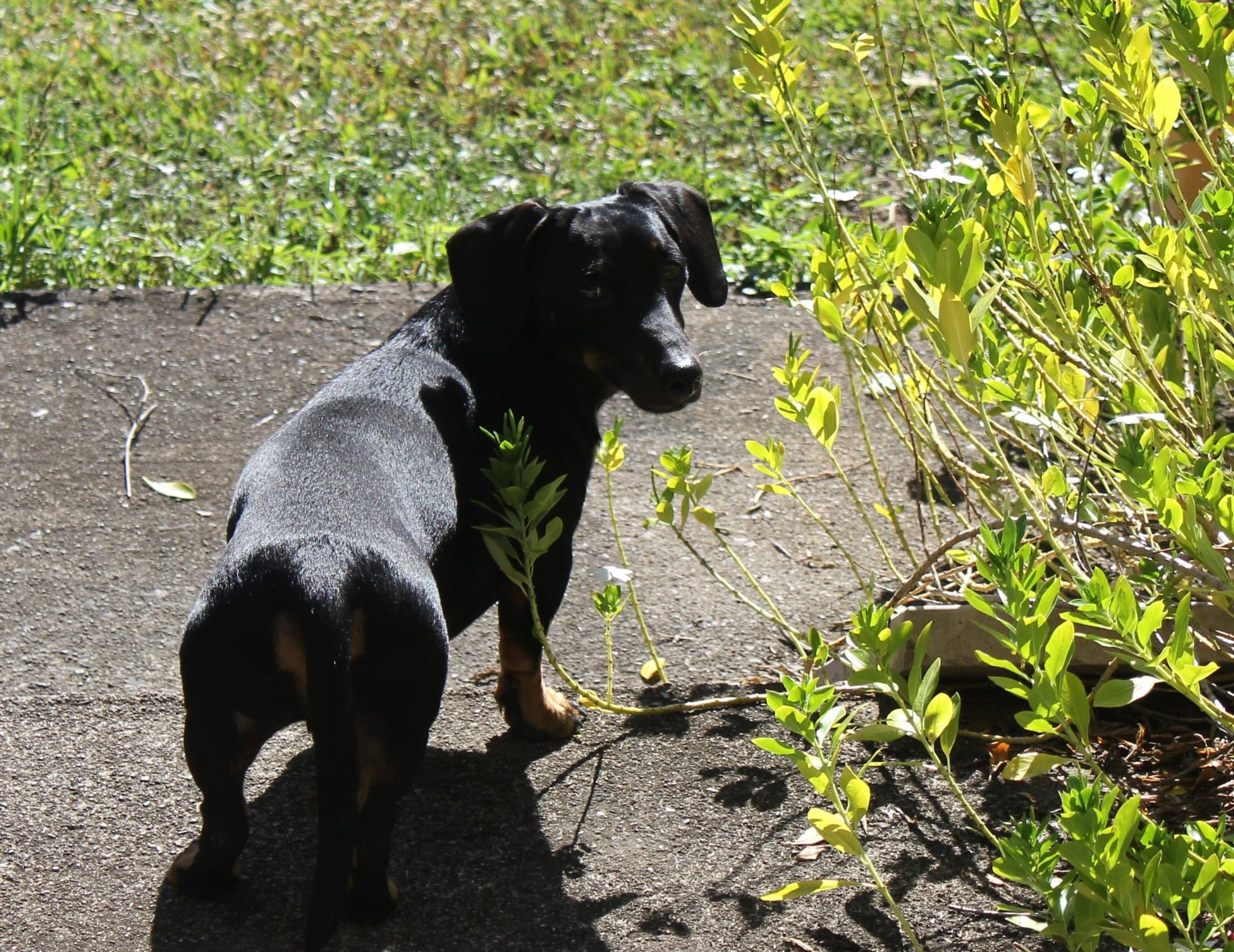 Jimmy- Male - Black and Tan Smooth Miniature Dachshund – 4 years old - DOB 19/05/2021- 9kgs