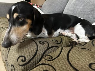 Snoopy- Black & White Piebald, Short-Haired Male Dachshund – 7 June 2022 – 7.5kg