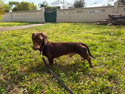 Jordon 4yrs - Chocolate/Tan Smooth - DOB 26/05/22 - 6.5kg