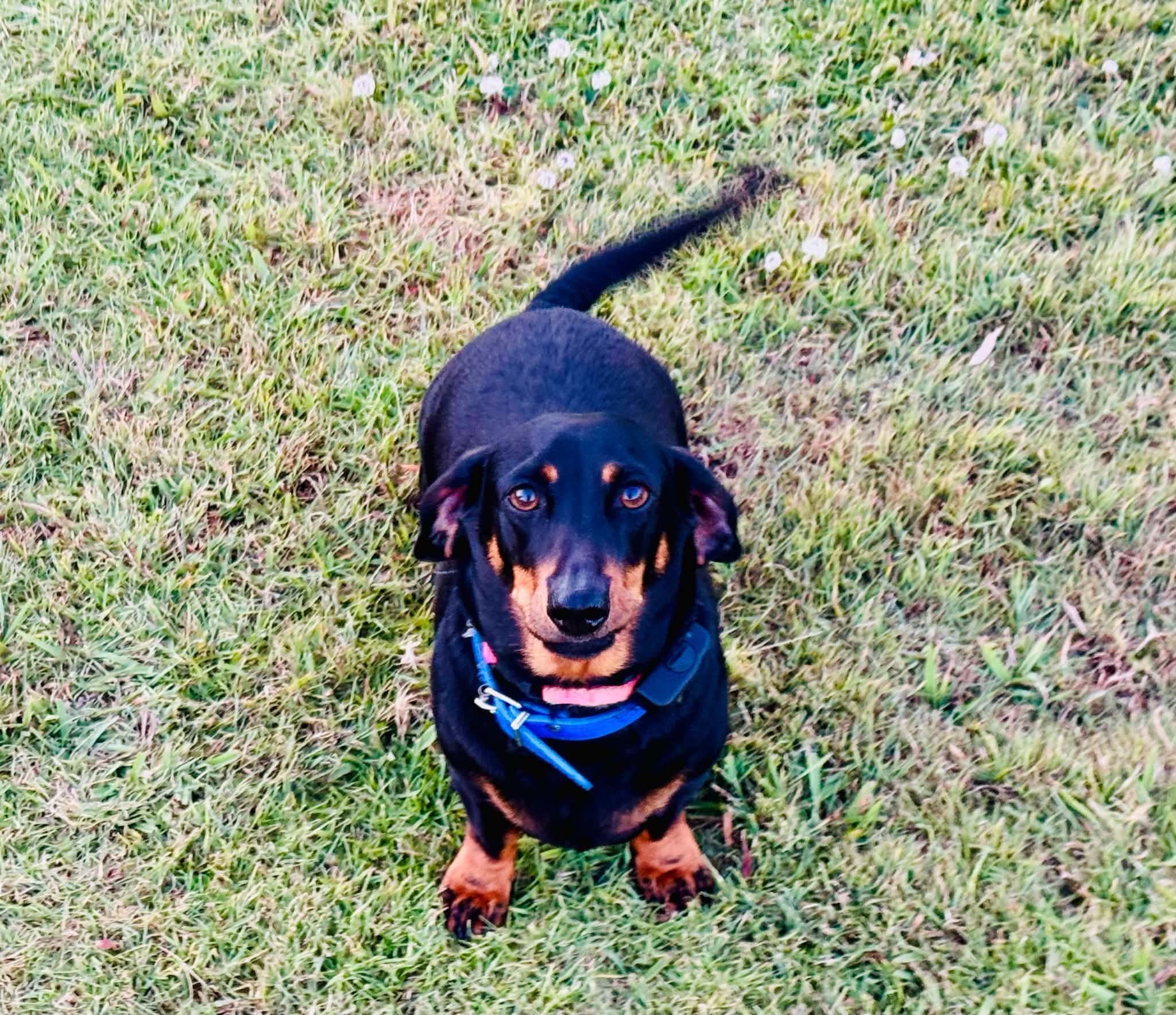 Bullets- Black & Tan Dachshund- 3 years old - 8.5kgs- DOB- 29-1-2021