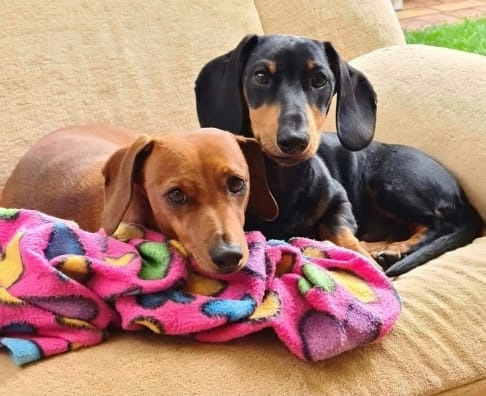 Coco and Wembley - miniature bonded pair - Coco - 6 yrs - red smooth - dob - 20/09/17  - Wembley b/t smooth - 3yrs - 28/05/21