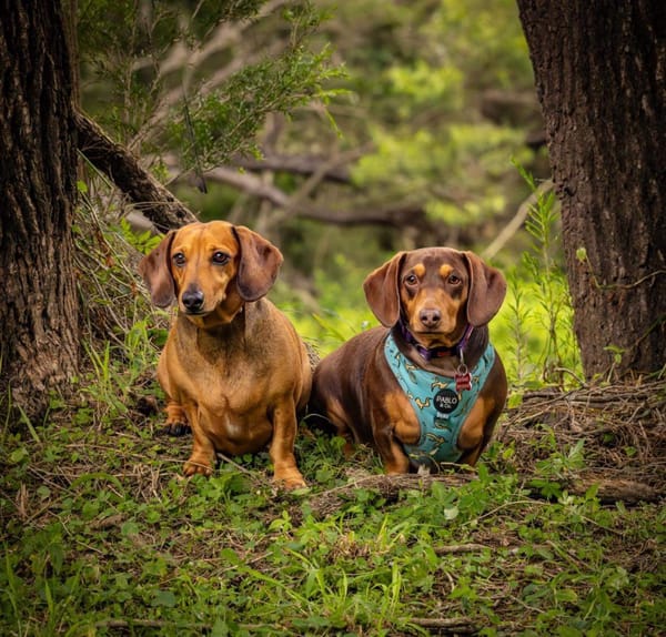 PEGGY AND WILBUR - BONDED PAIR - PEGGY - SMOOTH RED - 5YRS -DOB 25/12/18 - 10KG/WILBUR - SMOOTH CHOCOLATE - 3YRS - DOB 15/12/20 - 9KG