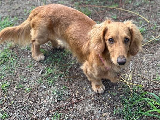 Monty - 2 yrs 5 mths - shaded red long hair male miniature - DOB - 30/03/22 - 7.6kg