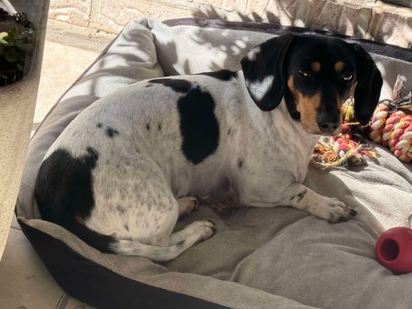 Maggie - 3yrs 11mths - Piebald black tan white - dob - 11/09/19 - 6kg