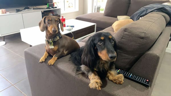 Bailey and Bentley - Bonded Pair - Bailey - 4yrs - smooth chocolate/tan female - DOB - 14/06/20 - Bentley - 5yrs - longhair black and tan - DOB 03/09/19