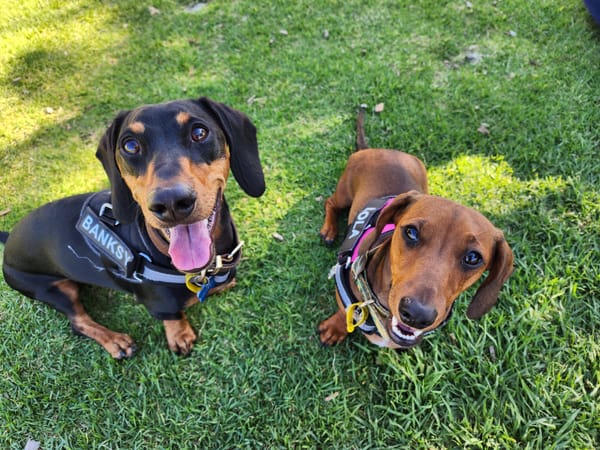 Lola - 1 yr 9 mths - shaded red  female - dob - 16/11/22  - 6.1kg / Banksy - 2 yr 1 mths - black/tan male - dob - 08/07/22 -6.3kg - miniature bonded pair *ON TRIAL*