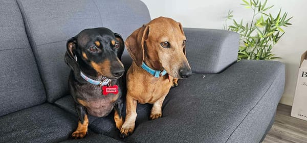 Daisy and Milton - Bonded Pair - Daisy 5yrs and Milton 7yrs  ***ON HOLD PENDING ADOPTION***