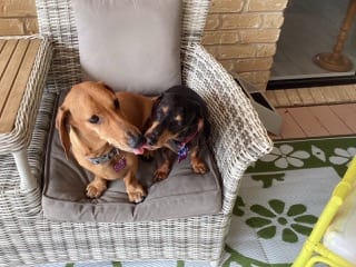 Cooper & Ralph Bonded Besties - Cooper - 5yrs -Smooth mini black and tan Dapple Male -  DOB 07/04/19 - 7.2kg  Ralph - Smooth Red mini Male 2 yrs 7 mths - DOB - 09/04/22 - 5.9kg