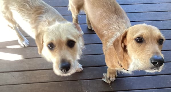 Hannah and Edward - 1 yr 4 mths - Dachshund x Wolfhound pups - 15 and 16kg - DOB - 21/06/23