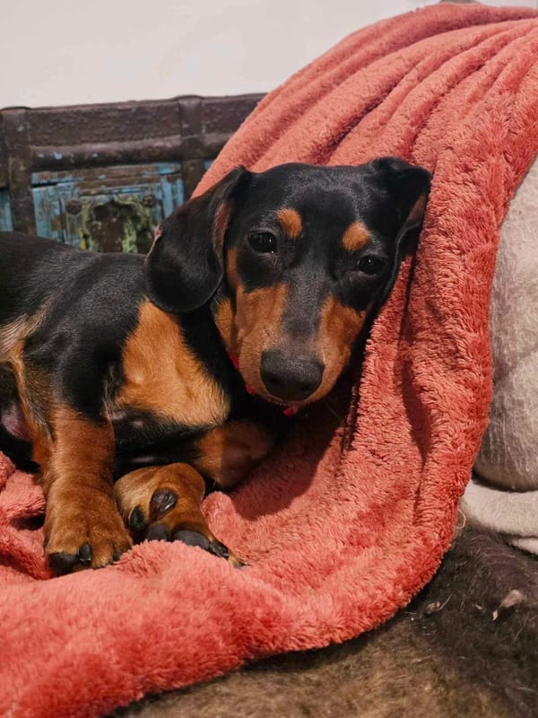 Jessie - 1 yr - Black/Tan smooth female - DOB - 28/09/23 - 6kg