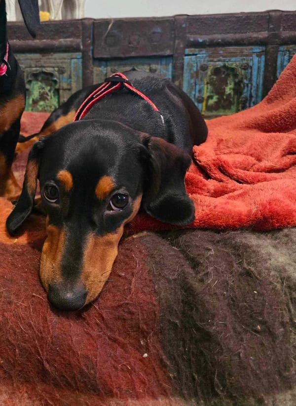 Lulu - 1 yr - Black/Tan smooth female - DOB - 28/09/23 - 6kg