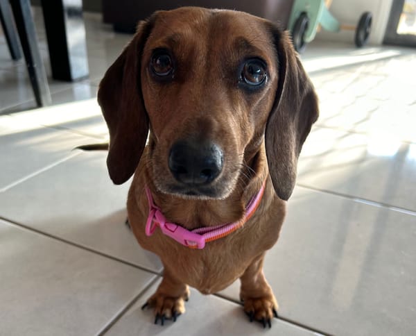 Molly - 5 1/2 yrs - Smooth Red Female - DOB 18/06/19 - 6.4 kg