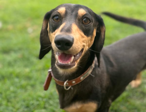 Scooby - 1 yr 6 mths -Smooth Black and Tan mini Male - DOB - 28/04/23 - 5.6kg