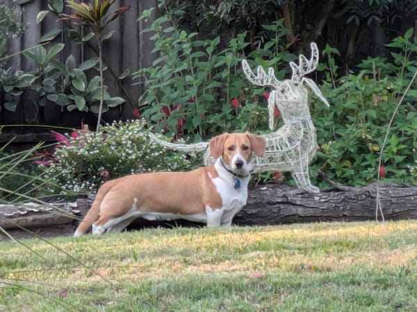 Monty - Dachshund x Corgi - 2 1/2 yrs - Red/White smooth - DOB - 06/05/22 - 14.kg