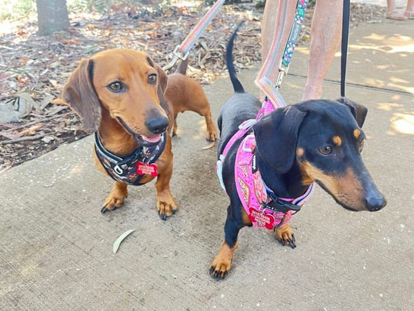 Rosie and Chase - Bonded Pair - Rosie - 1yr 8mths - Black/Tan Smooth - DOB 14/04/23 - 3.9kg Chase - 2yrs 5 mths Red Smooth - 5.2kg