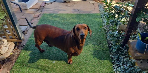 Hilliard - 3yrs, 10 months - Male red standard - DOB - 12/02/21 - 17.5kgs - SOUTH AUSTRALIA ***ON 2 WEEK TRIAL FROM 18/01/25***