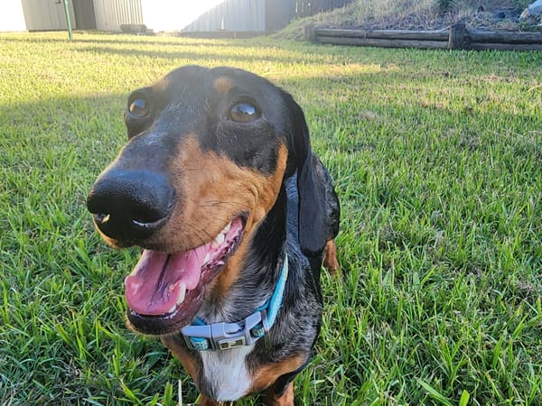 Scout - 2YR  - miniature silver dapple smooth male - DOB - 02/02/23