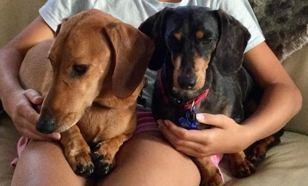 Cooper & Ralph Bonded Besties - Cooper - 5yrs -Smooth tweenie black and tan dapple Male -  DOB 07/04/19 - 10.0kg  - Ralph - Smooth Red mini Male 2 yrs 7 mths - DOB - 04/09/22 - 6.0kg ***ADOPTED***