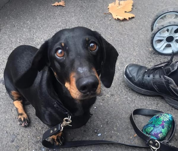 Sid - 6yrs 10mths - Black and Tan Smooth Male - DOB -11/03/18 - 9.8kg