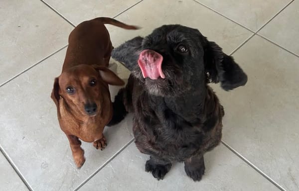 Lucy and Stanley - Bonded Pair -  Lucy - 2yrs 9mths - Red Smooth Miniature Dachshund - DOB - 21/06-22  - 6kg - Stanley - 7yrs - Spoodle - grey/black - DOB - 01/06/17 - 8kg